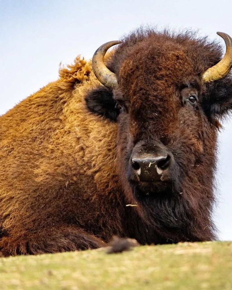 Bison