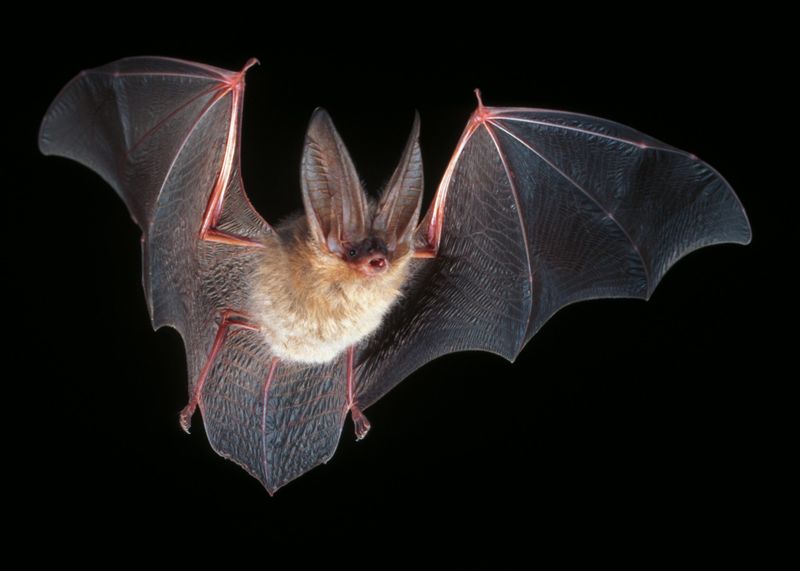 Virginia - Virginia Big-eared Bat