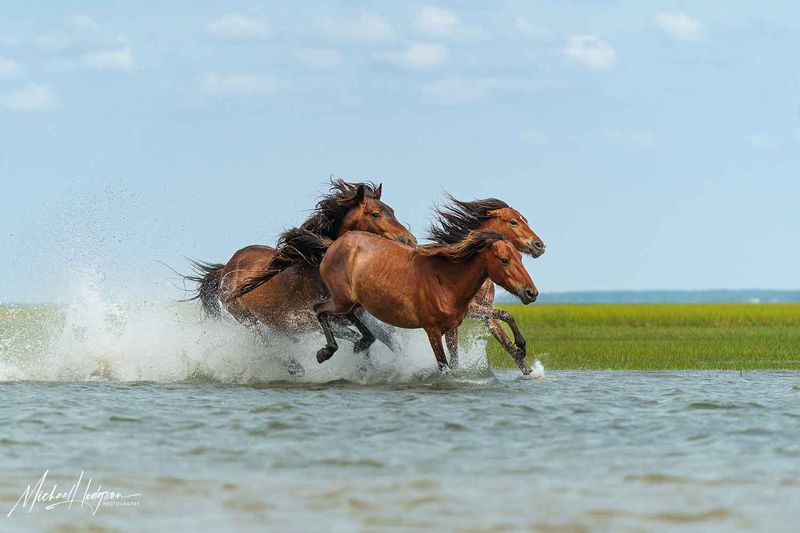 Strong Hooves For Rough Terrain