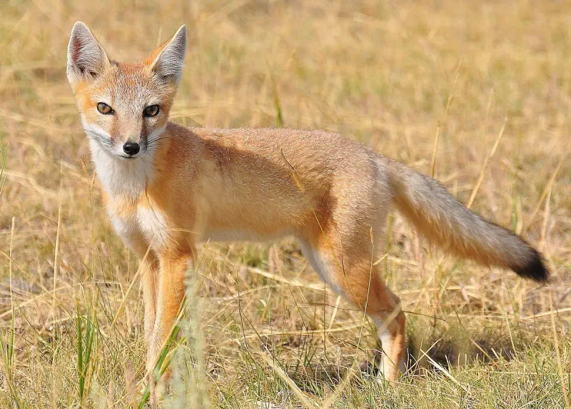 Texas - Swift Fox