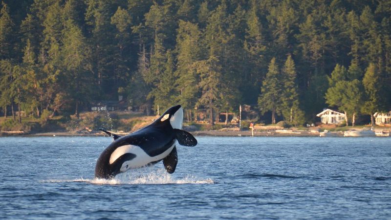 Washington - Orca