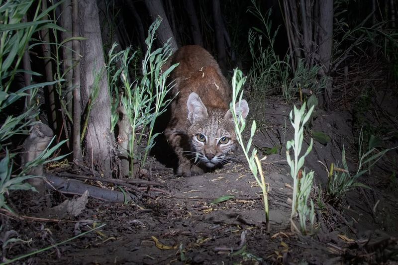 Nevada's High Desert Hunter