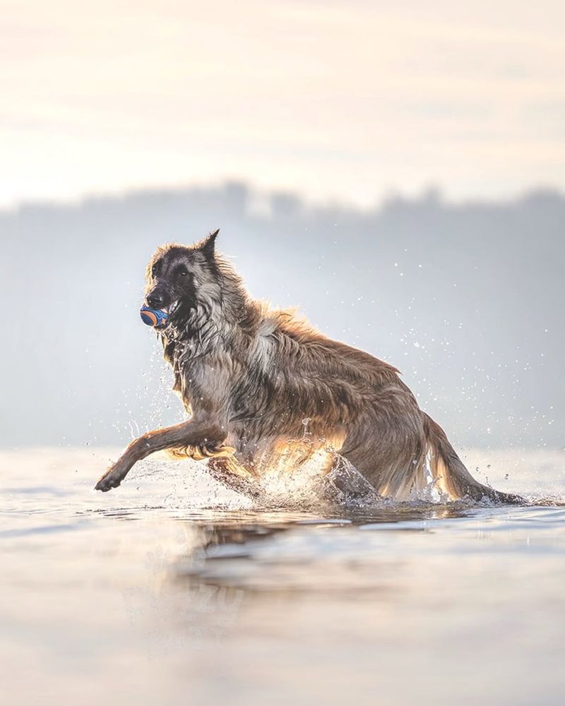 Belgian Tervuren