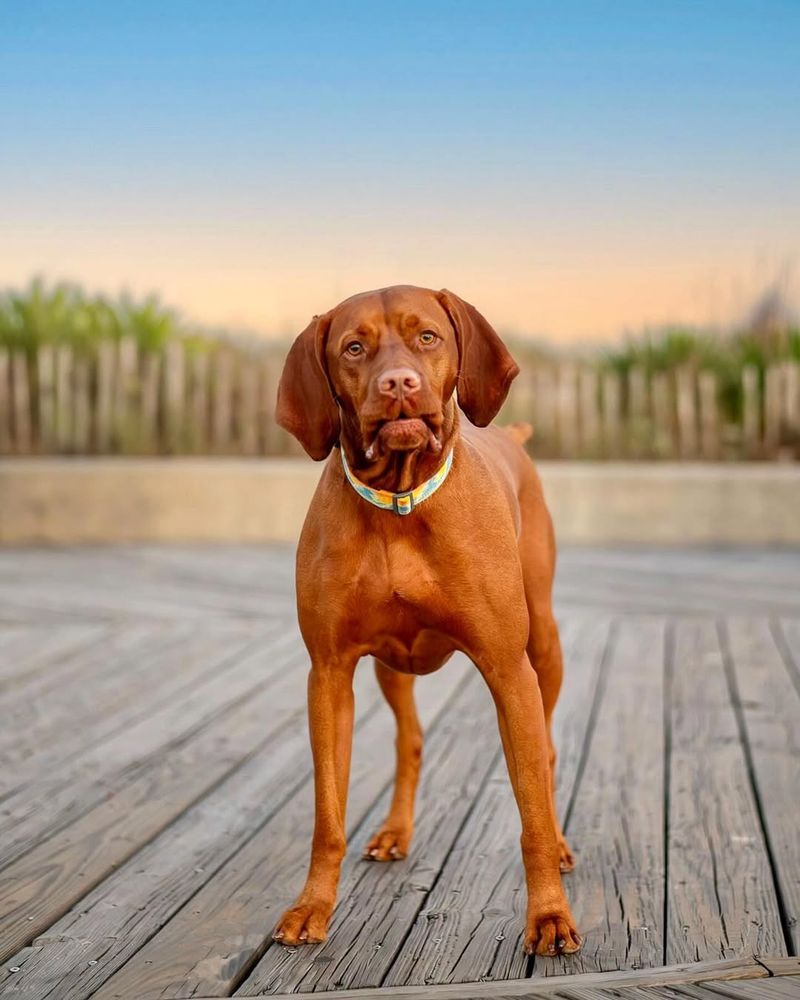 Vizsla