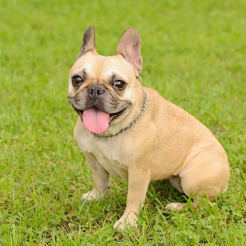 French Bulldog