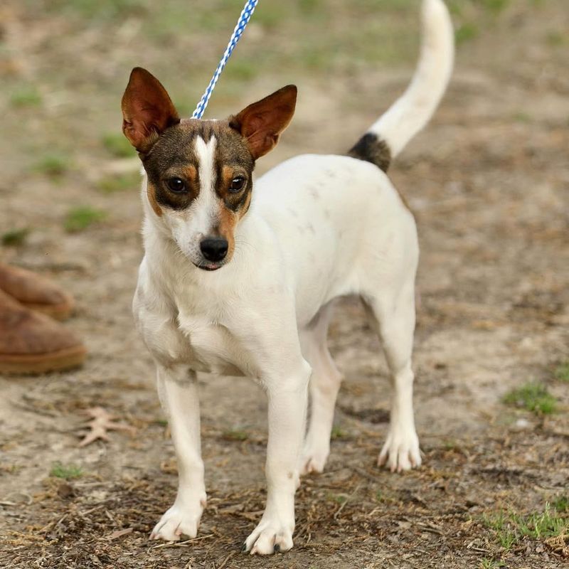 Jack Russell Terrier