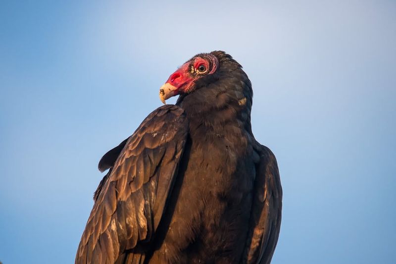Vultures