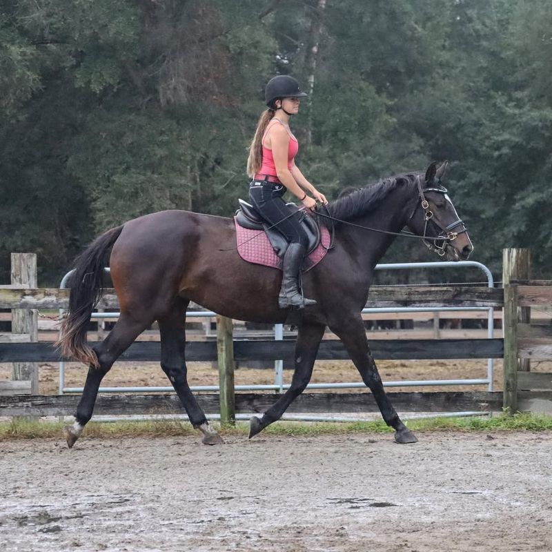Warmblood