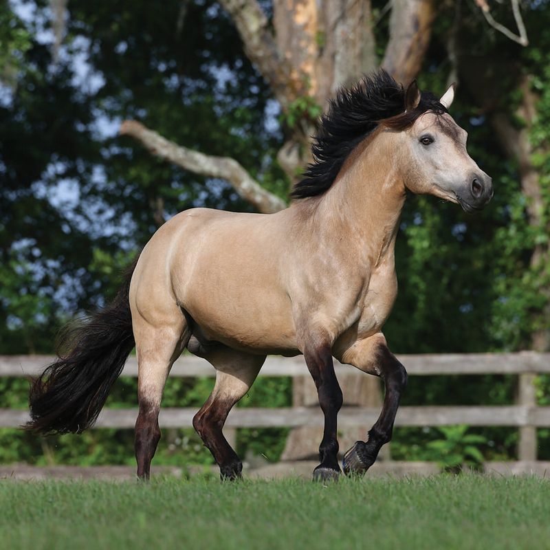 Connemara Pony