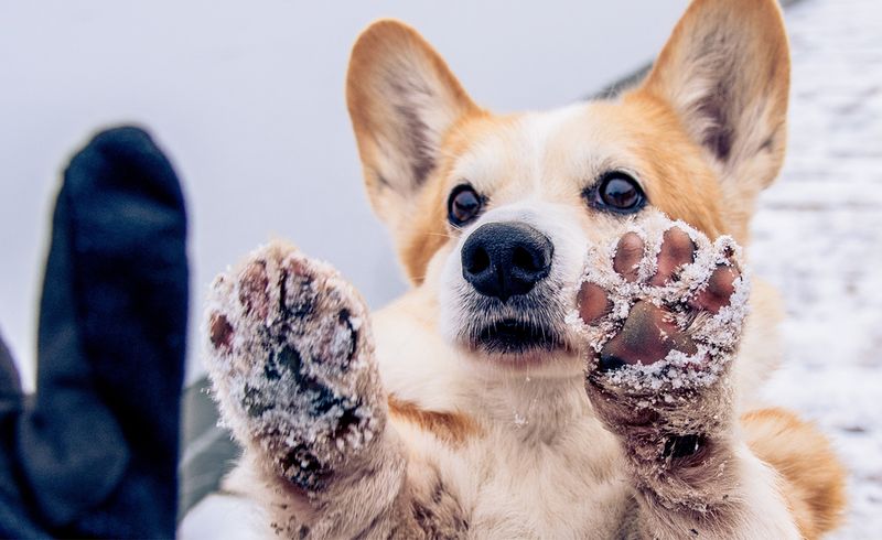 Deodorize Your Pet’s Paws