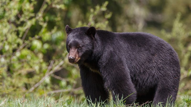 West Virginia - Black Bear