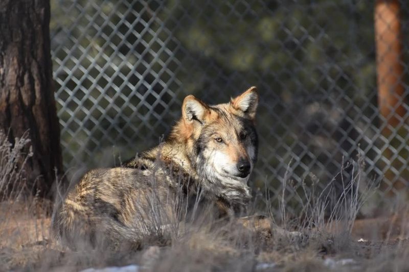 Arizona: Tracking The Elusive Mexican Gray Wolf