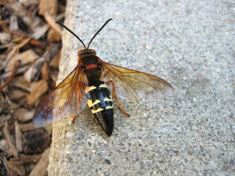 Wasps
