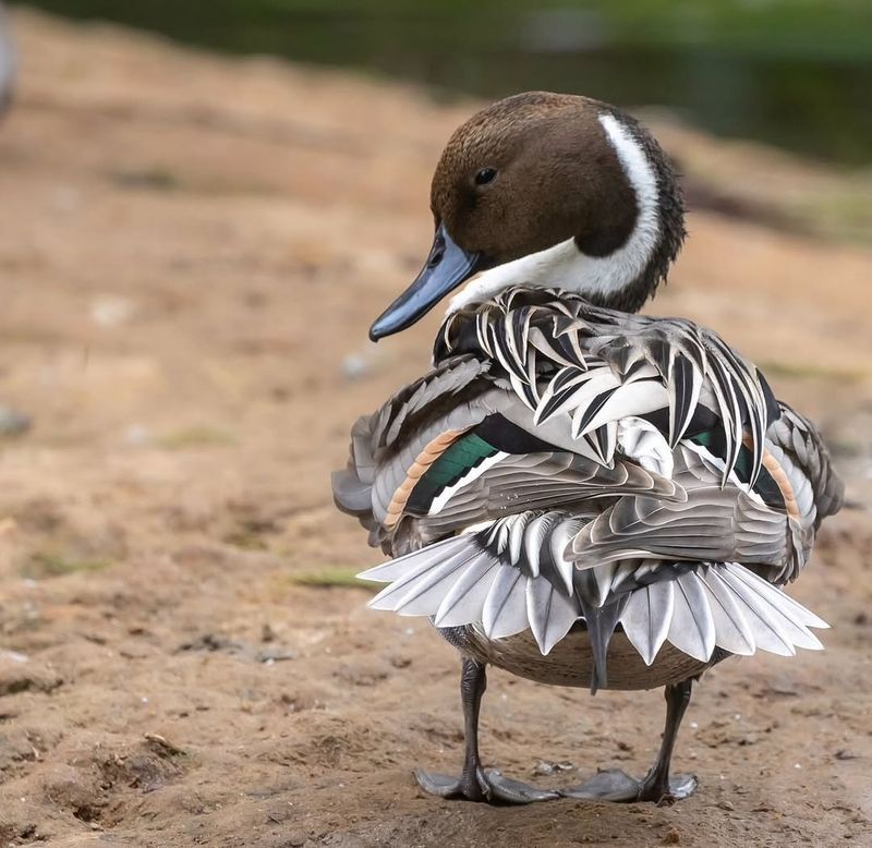 Northern Pintail