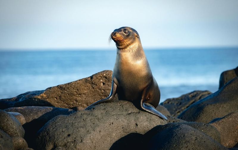 Galápagos Sea Lion