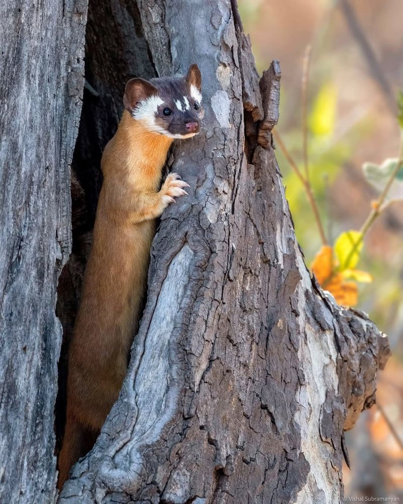 Weasel