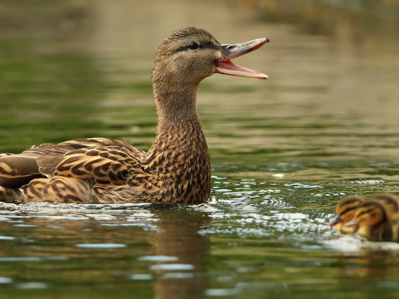 Quack Echo Phenomenon