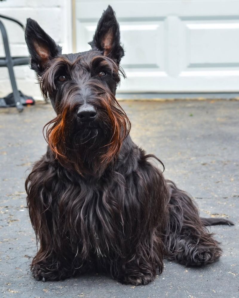 Scottish Terrier