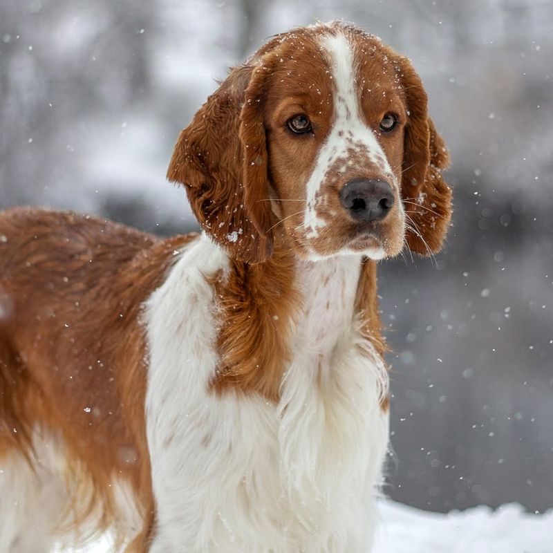 Welsh Springer Spaniel