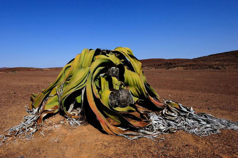 Welwitschia Plant