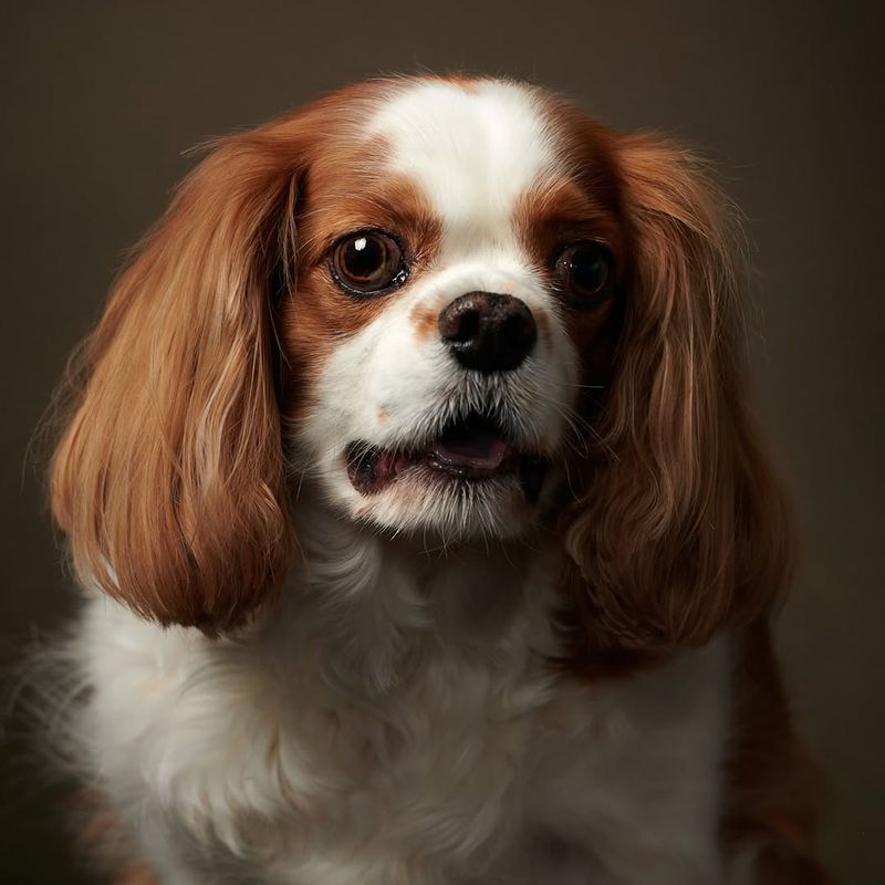 Cavalier King Charles Spaniel