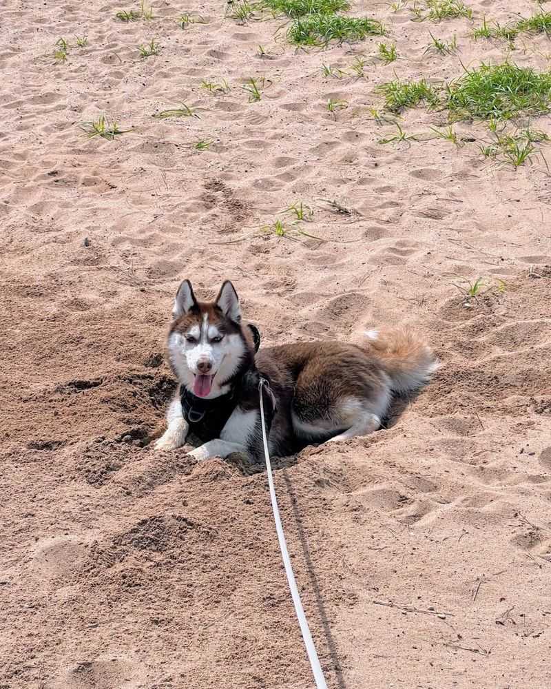 Husky