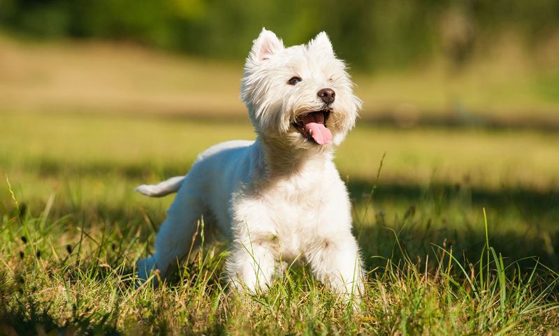 West Highland White Terrier (Westie)