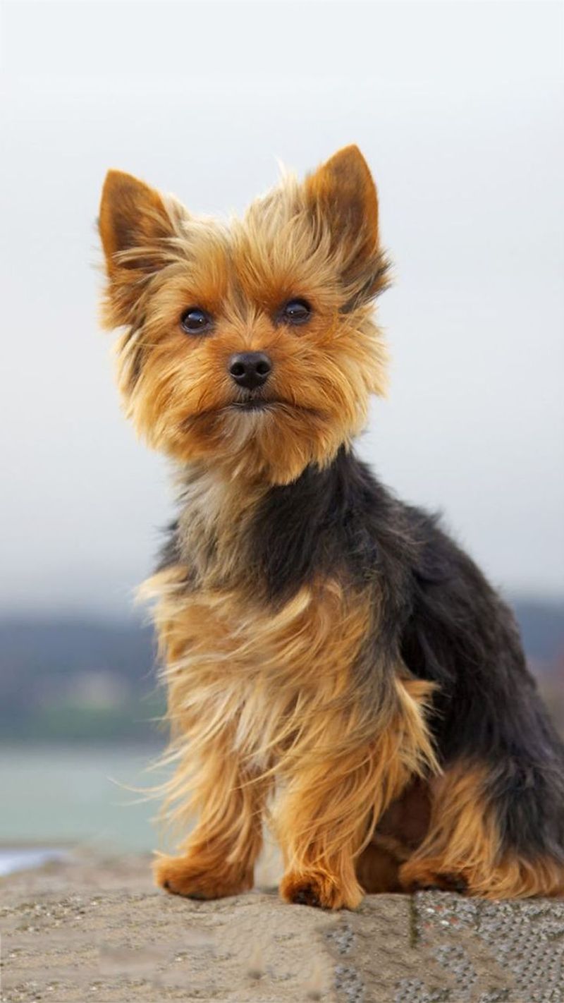 Yorkshire Terrier