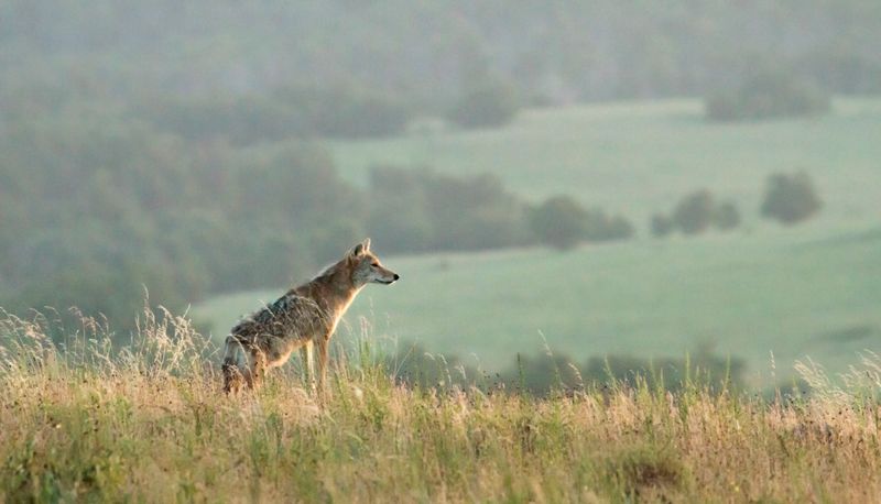 Coyote