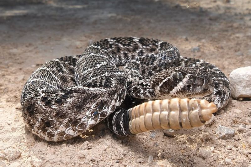 Western Diamondback Rattlesnake