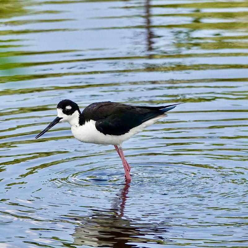 Wetlands
