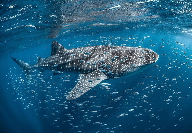 Whale Shark