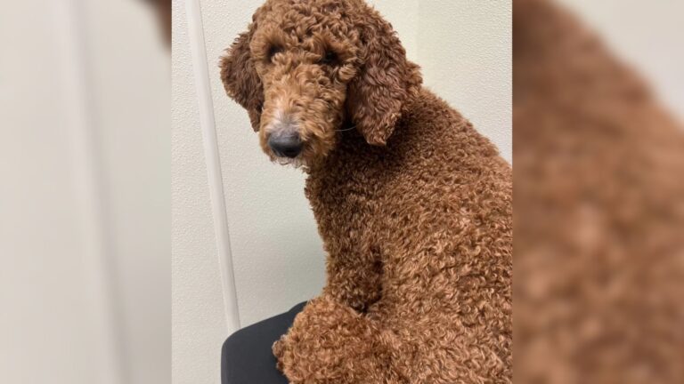 dog with curly fur