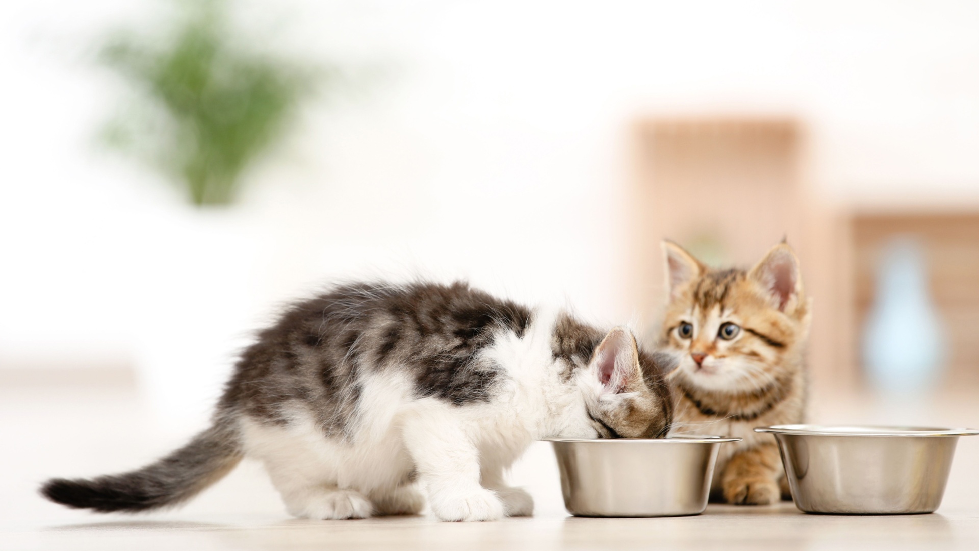 What To Buy For Your Kitten: The Ultimate Spring Checklist