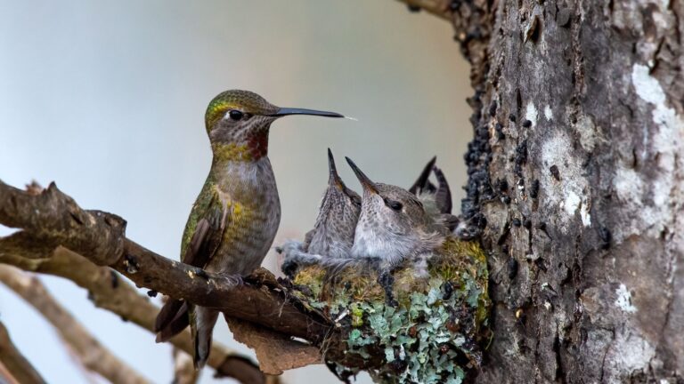 What To Do If You Find A Hummingbird's Nest In Your Yard
