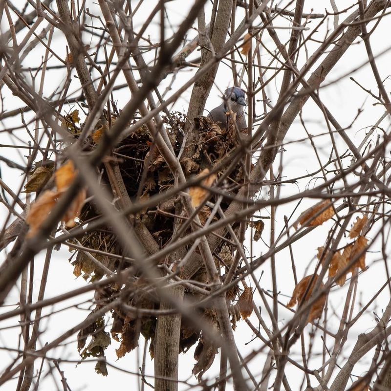 Where Do Blue Jays Nest?