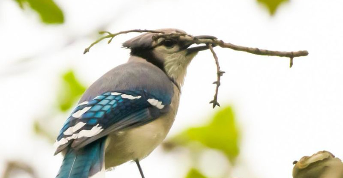 Where Do Blue Jays Nest? (And Other Fun Facts)