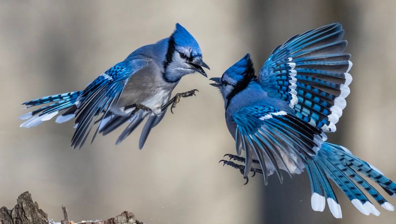 About Blue Jays