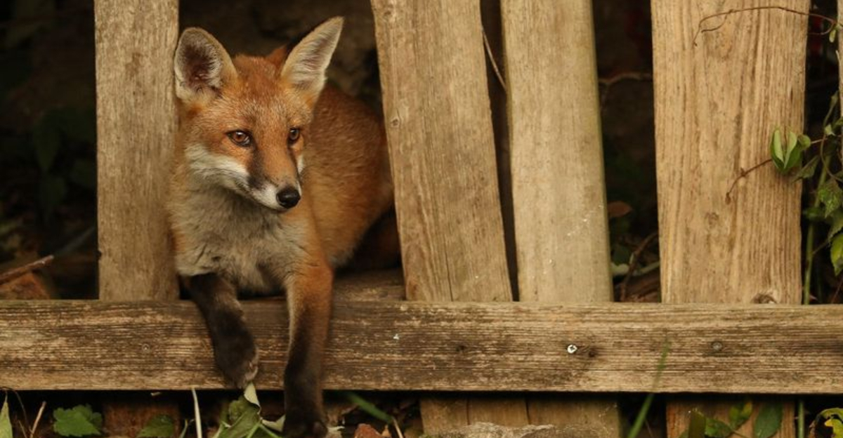 Where Urban Foxes Sleep: 17 Surprising Dens In Our Neighborhoods