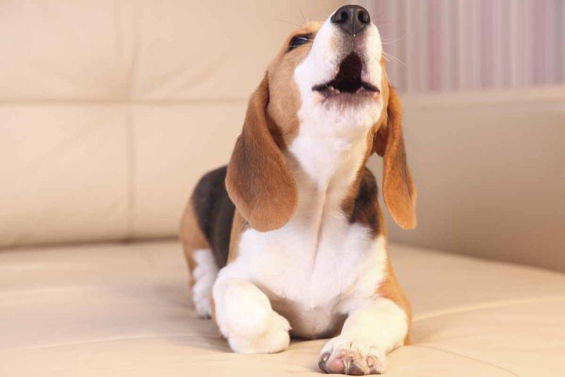 Whining Or Whimpering
