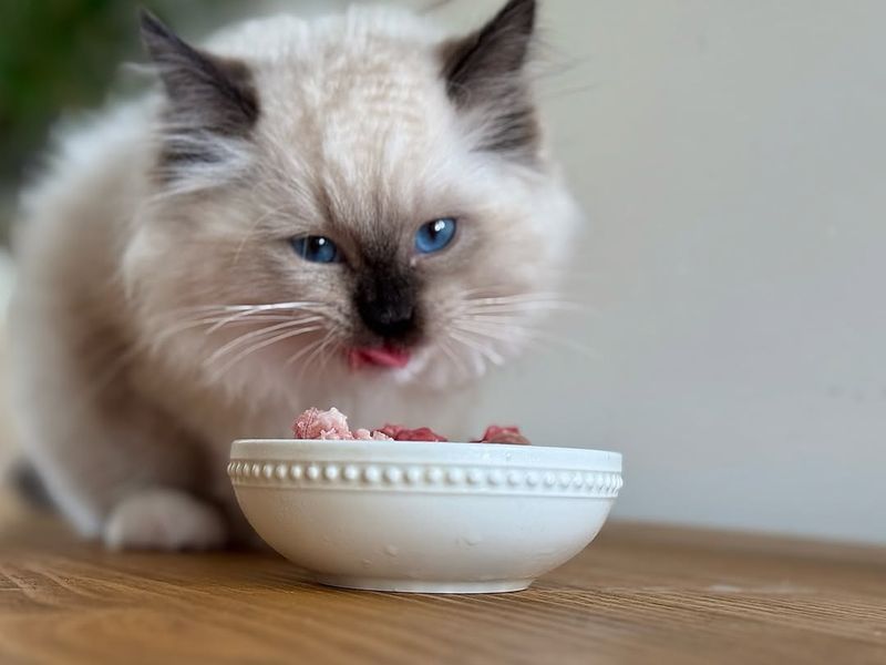 Cats' Unique Taste Buds