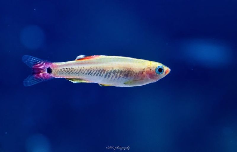 White Cloud Mountain Minnow
