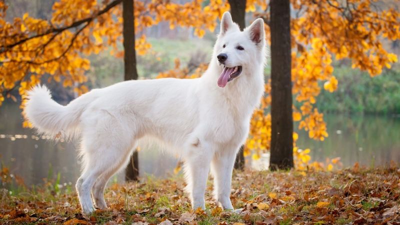 White Swiss Shepherd