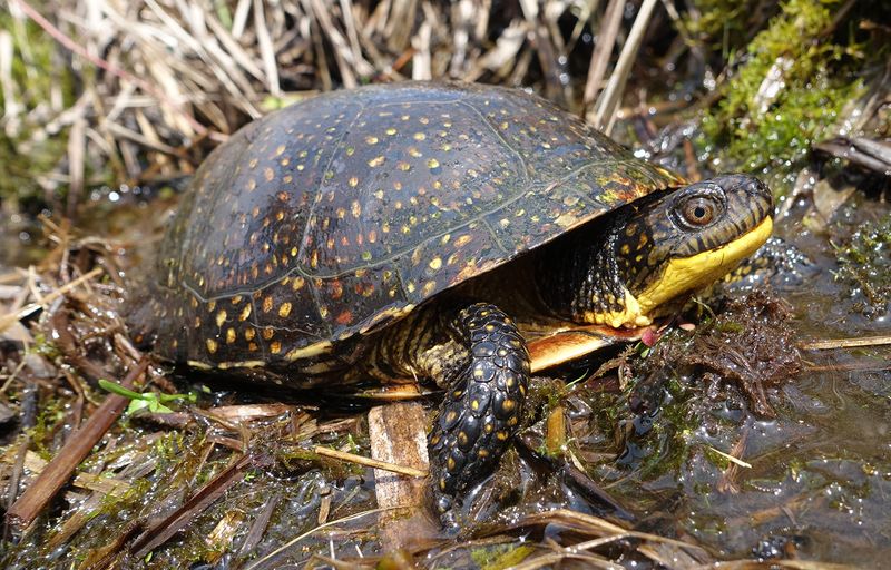 Blanding's Turtle