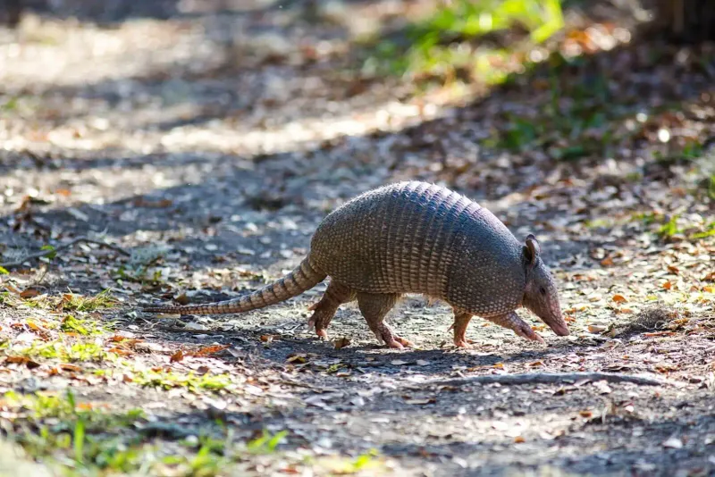 Nine-banded Armadillo