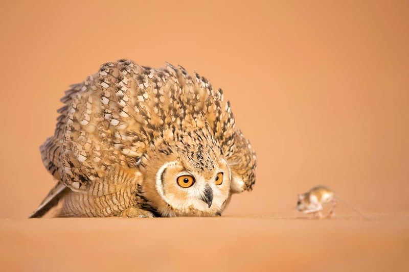 Pharaoh Eagle-Owl