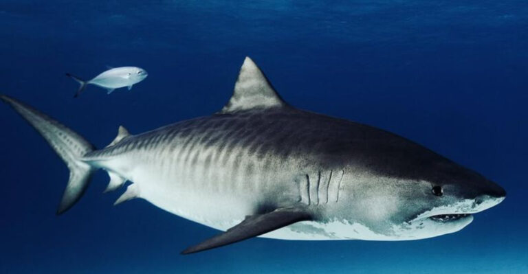 Why Are Great White Sharks Migrating Closer To US Shores?