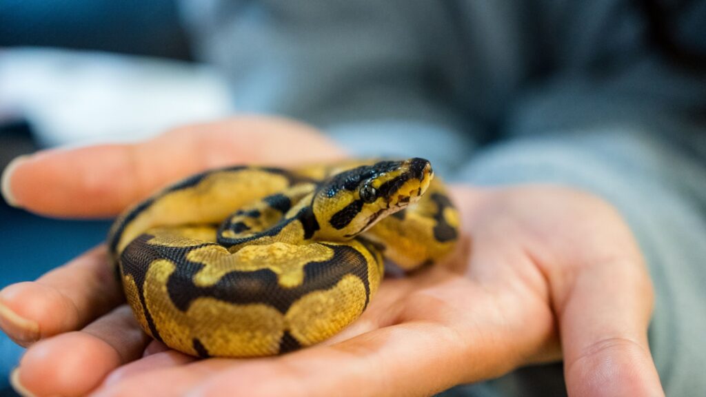Why Ball Pythons Are Great Beginner Snakes – Animalko
