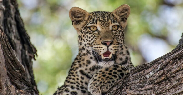 Why Big Cats Need Large Territories To Survive?