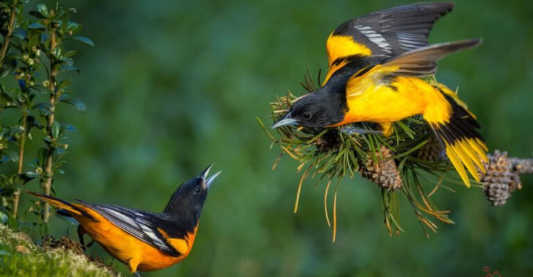 Why Do Birds Make So Many Sounds? 7 Possible Explanations